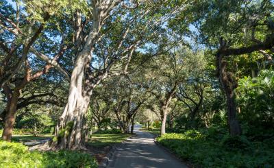 A shaded row with large trees at the sides
